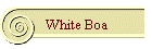 White Boa